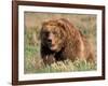 Grizzly or Brown Bear, Kodiak Island, Alaska, USA-Art Wolfe-Framed Photographic Print