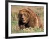 Grizzly or Brown Bear, Kodiak Island, Alaska, USA-Art Wolfe-Framed Photographic Print