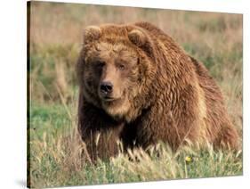 Grizzly or Brown Bear, Kodiak Island, Alaska, USA-Art Wolfe-Stretched Canvas