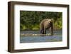 Grizzly or brown bear (Ursus arctos), Moraine Creek (River), Katmai NP and Reserve, Alaska-Michael DeFreitas-Framed Photographic Print