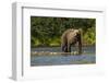 Grizzly or brown bear (Ursus arctos), Moraine Creek (River), Katmai NP and Reserve, Alaska-Michael DeFreitas-Framed Photographic Print