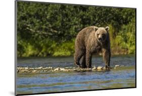 Grizzly or brown bear (Ursus arctos), Moraine Creek (River), Katmai NP and Reserve, Alaska-Michael DeFreitas-Mounted Photographic Print