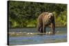 Grizzly or brown bear (Ursus arctos), Moraine Creek (River), Katmai NP and Reserve, Alaska-Michael DeFreitas-Stretched Canvas