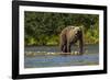 Grizzly or brown bear (Ursus arctos), Moraine Creek (River), Katmai NP and Reserve, Alaska-Michael DeFreitas-Framed Photographic Print