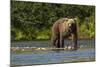 Grizzly or brown bear (Ursus arctos), Moraine Creek (River), Katmai NP and Reserve, Alaska-Michael DeFreitas-Mounted Photographic Print