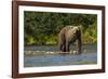 Grizzly or brown bear (Ursus arctos), Moraine Creek (River), Katmai NP and Reserve, Alaska-Michael DeFreitas-Framed Photographic Print