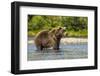 Grizzly or brown bear (Ursus arctos), Moraine Creek (River), Katmai NP and Reserve, Alaska-Michael DeFreitas-Framed Photographic Print