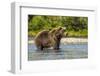 Grizzly or brown bear (Ursus arctos), Moraine Creek (River), Katmai NP and Reserve, Alaska-Michael DeFreitas-Framed Photographic Print