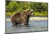 Grizzly or brown bear (Ursus arctos), Moraine Creek (River), Katmai NP and Reserve, Alaska-Michael DeFreitas-Mounted Photographic Print