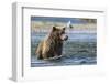 Grizzly or brown bear (Ursus arctos), Moraine Creek (River), Katmai NP and Reserve, Alaska-Michael DeFreitas-Framed Photographic Print