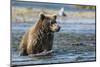 Grizzly or brown bear (Ursus arctos), Moraine Creek (River), Katmai NP and Reserve, Alaska-Michael DeFreitas-Mounted Photographic Print