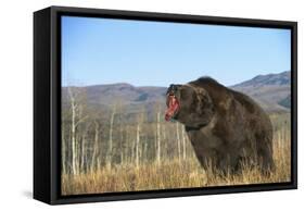 Grizzly Roaring in Field-DLILLC-Framed Stretched Canvas
