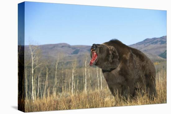 Grizzly Roaring in Field-DLILLC-Stretched Canvas