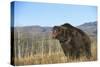 Grizzly Roaring in Field-DLILLC-Stretched Canvas