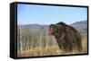 Grizzly Roaring in Field-DLILLC-Framed Stretched Canvas