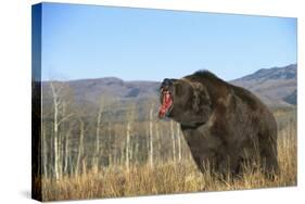 Grizzly Roaring in Field-DLILLC-Stretched Canvas