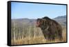 Grizzly Roaring in Field-DLILLC-Framed Stretched Canvas