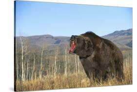 Grizzly Roaring in Field-DLILLC-Stretched Canvas