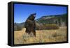 Grizzly Roaring in Field-DLILLC-Framed Stretched Canvas