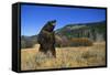 Grizzly Roaring in Field-DLILLC-Framed Stretched Canvas