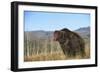 Grizzly Roaring in Field-DLILLC-Framed Photographic Print