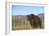 Grizzly Roaring in Field-DLILLC-Framed Photographic Print