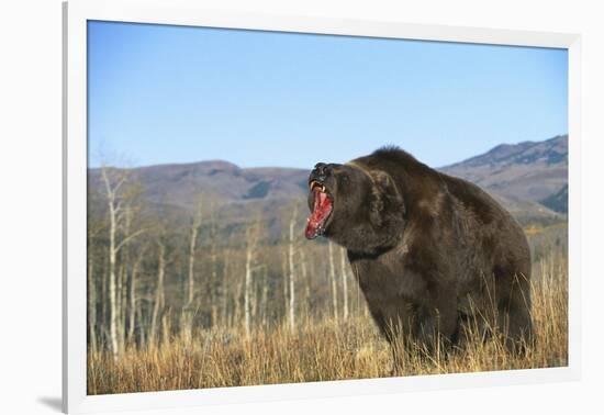 Grizzly Roaring in Field-DLILLC-Framed Photographic Print