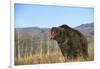 Grizzly Roaring in Field-DLILLC-Framed Photographic Print