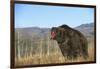 Grizzly Roaring in Field-DLILLC-Framed Photographic Print