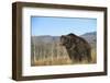 Grizzly Roaring in Field-DLILLC-Framed Photographic Print