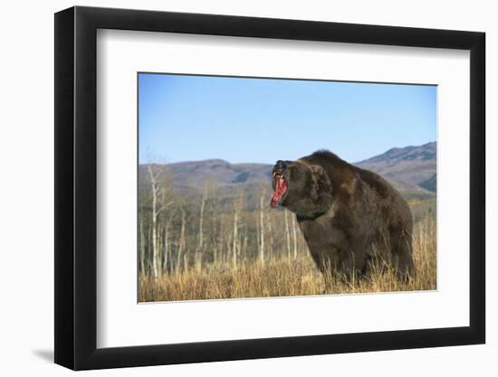 Grizzly Roaring in Field-DLILLC-Framed Photographic Print