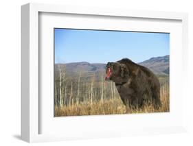 Grizzly Roaring in Field-DLILLC-Framed Photographic Print