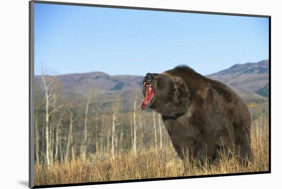 Grizzly Roaring in Field-DLILLC-Mounted Photographic Print