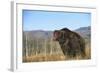 Grizzly Roaring in Field-DLILLC-Framed Photographic Print