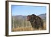 Grizzly Roaring in Field-DLILLC-Framed Photographic Print