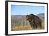 Grizzly Roaring in Field-DLILLC-Framed Photographic Print