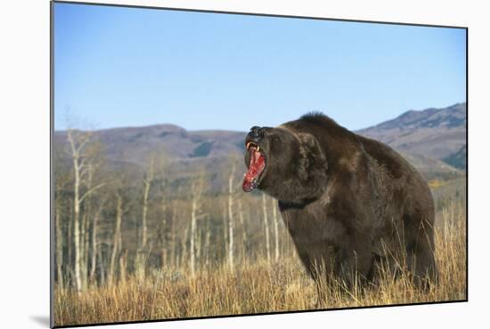 Grizzly Roaring in Field-DLILLC-Mounted Photographic Print