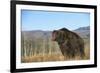 Grizzly Roaring in Field-DLILLC-Framed Photographic Print