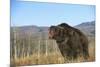 Grizzly Roaring in Field-DLILLC-Mounted Photographic Print