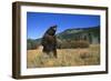 Grizzly Roaring in Field-DLILLC-Framed Photographic Print