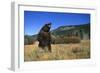 Grizzly Roaring in Field-DLILLC-Framed Photographic Print