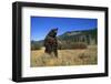 Grizzly Roaring in Field-DLILLC-Framed Photographic Print