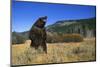 Grizzly Roaring in Field-DLILLC-Mounted Photographic Print