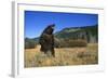 Grizzly Roaring in Field-DLILLC-Framed Photographic Print