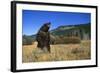 Grizzly Roaring in Field-DLILLC-Framed Photographic Print