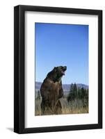 Grizzly Roaring in Field-DLILLC-Framed Photographic Print