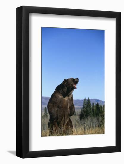 Grizzly Roaring in Field-DLILLC-Framed Photographic Print