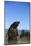 Grizzly Roaring in Field-DLILLC-Mounted Photographic Print