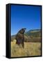 Grizzly Roaring in Mountain Meadow-DLILLC-Framed Stretched Canvas