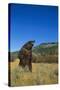 Grizzly Roaring in Mountain Meadow-DLILLC-Stretched Canvas